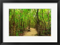 Framed Protected Bird Rookery, Half-Moon Caye, Lighthouse Reef Atoll, Belize