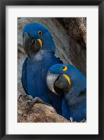 Framed Brazil, Pantanal Wetlands, Hyacinth Macaw Mated Pair On Their Nest In A Tree