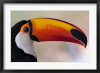 Framed Brazil, The Pantanal Wetland, Toco Toucan In Early Morning Light