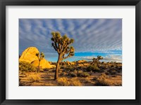 Framed Joshua Tree National Park, California