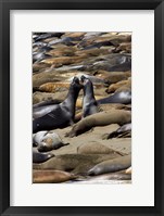 Framed Northern Elephant Seals Fighting, California