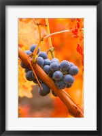 Framed Dew Covered Grapes In Napa Valley