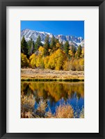 Framed Yosemite's Mount Dana