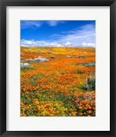 Framed California Poppy Reserve Near Lancaster, California