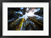 Framed Upward View Of Trees In The Redwood National Park, California