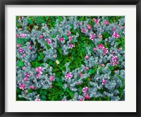 Framed Wildflowers Near The Redwood NP