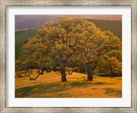 Framed Sunset Soaked Oak Trees, California
