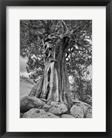 Framed California, High Sierra Juniper Tree (BW)