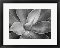 Framed California, Del Mar Succulents (BW)
