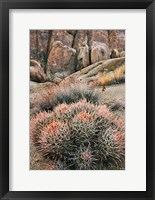 Framed California, Alabama Hills, Cactus