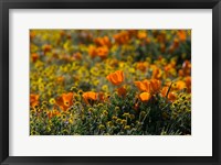 Framed Golden California Poppy Field