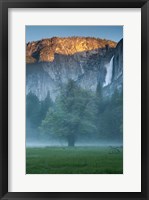 Framed Misty Yosemite Oak