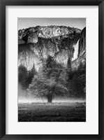 Framed Misty Californian Oak (BW)