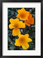 Framed Early Blooming Golden California Poppies