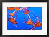 Framed Sea Nettles Dancing At The Monterey Bay Aquarium