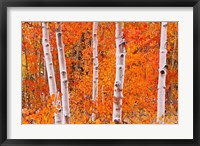 Framed Bright Autumn Aspens Along Bishop Creek