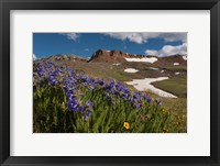 Framed Wildflowers On Cinnamon Pass