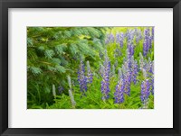 Framed Close-Up Of Lupine And Pine Tree Limbs