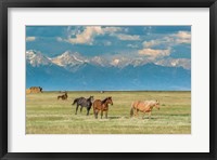 Framed Heard Of Horses In Hayfield, San Luis Valley