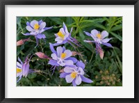 Framed Colorado Columbine