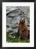 Framed Yellow-Bellied Marmot