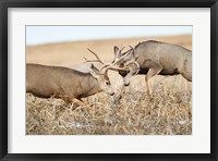 Framed Mule Deer Bucks Fighting