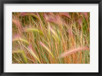 Framed Fox-Tail Barley, Routt National Forest, Colorado