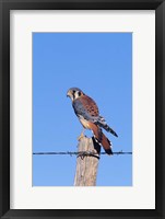 Framed American Kestrel