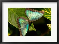 Framed Blue Morpho Butterfly On A Leaf