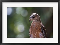 Framed Portrait Of A Perched Hawk