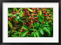 Framed Red Kona Coffee Cherries, Hawaii