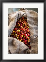 Framed Harvested Coffee Cherries In A Burlap Sack, Hawaii