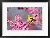 Framed American Goldfinch In Eastern Redbud, Marion, IL