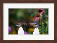 Framed Eastern Bluebird Feeding Fledgling  A Worm, Marion, IL