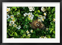 Framed Song Sparrow Nest With Eggs, IL