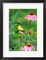 Framed American Goldfinch On Purple Coneflower, Illinois