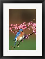 Framed Eastern Bluebird N Redbud Tree In Spring, Illinois