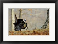 Framed Eastern Wild Turkey Strutting, Illinois