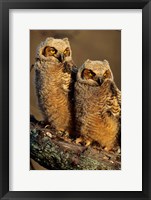 Framed Great Horned Owls, Illinois