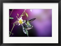 Framed Ruby-Throated Hummingbird Females At Mckana Hybrid Columbine, Shelby County, Illinois