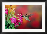 Framed Ruby-Throated Hummingbird At Hummingbird Rose Pink Nicotiana