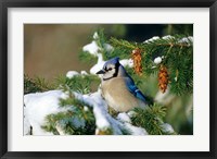 Framed Blue Jay In Winter Spruce Tree