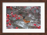 Framed American Robin Eating Berry In Common Winterberry Bush