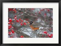 Framed American Robin Eating Berry In Common Winterberry Bush