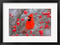 Framed Northern Cardinal In Common Winterberry Bush