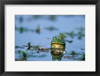 Framed American Bullfrog In The Wetlands