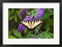 Framed Eastern Tiger Swallowtail On Butterfly Bush