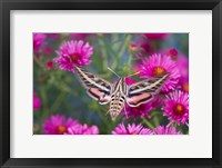 Framed White-Lined Sphinx Moth On An Alma Potschke Aster