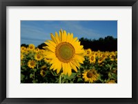 Framed Common Sunflower Field, Illinois