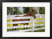 Framed Horse At Fence, Kentucky